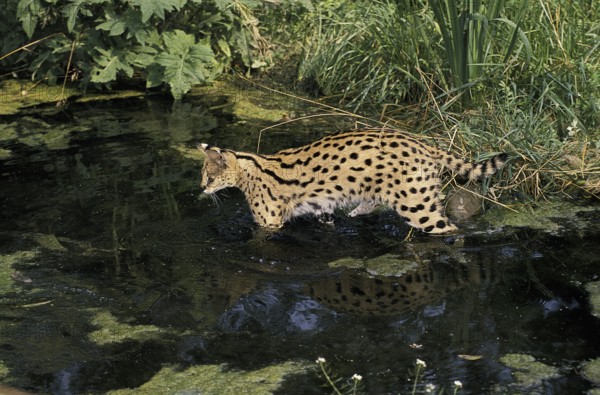 Serval, servals (leptailurus serval) predators, mammals, animals, Adult entering Water