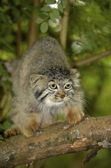 Pallas's cat (otocolobus manul) or Pallas' cat, adult on branch