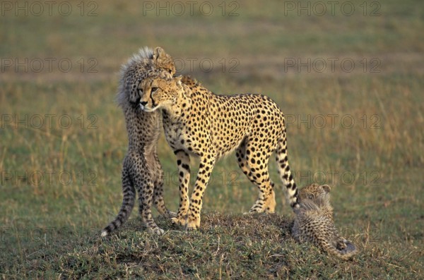 CHEETAH (acinonyx jubatus), FEMALE PLAYING WITH CUB, KENYA