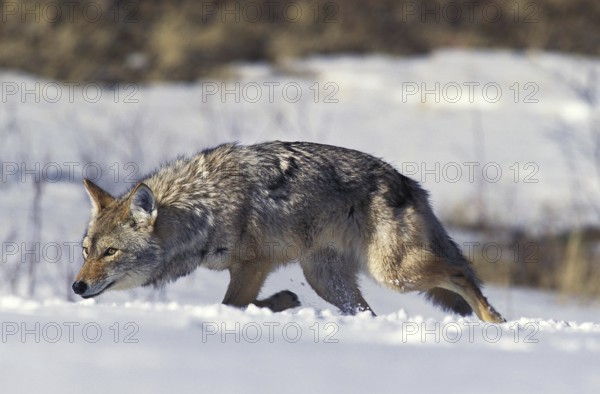 Coyote (canis latrans), Adult walking on Snow, Montana