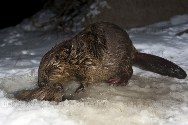 European beaver (Castor fiber), Rosenheim, Bavaria, Germany, Europe