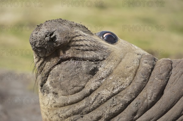 Southern elephant seal (Mirounga leonina), St Andrews Bay, South Georgia, Elephant Seal