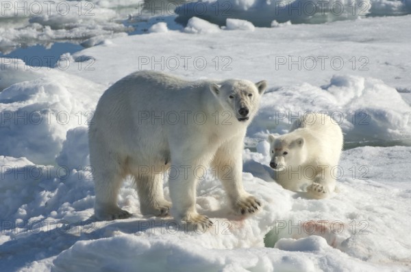Polar bear (Thalassarctos maritimus), female and young, Spitsbergen, Svalbard Archipelago, Barents Sea, polar bear Norway