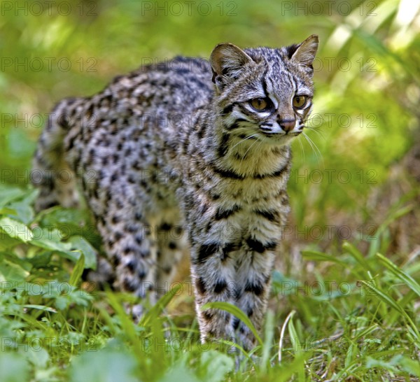 Tiger Cat or Oncilla (leopardus tigrinus), Adult on Grass