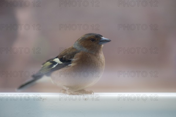 A chaffinch in side view sitting on a railing