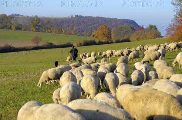 Landscape : Swabian Alb Flock of sheep in autumn on pasture, with shepherd, domestic sheep (Ovis orientalis aries)