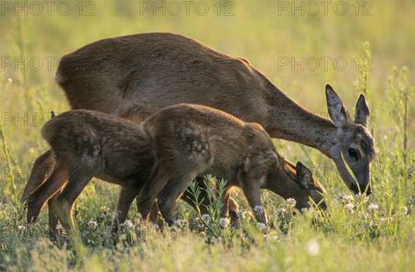 Roe Deer doe and fawns grazing in a forest meadow (european roe deer (Capreolus capreolus)
