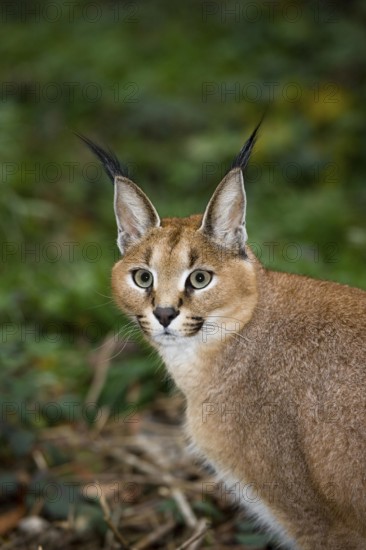 Portrait of Caracal (caracal caracal)