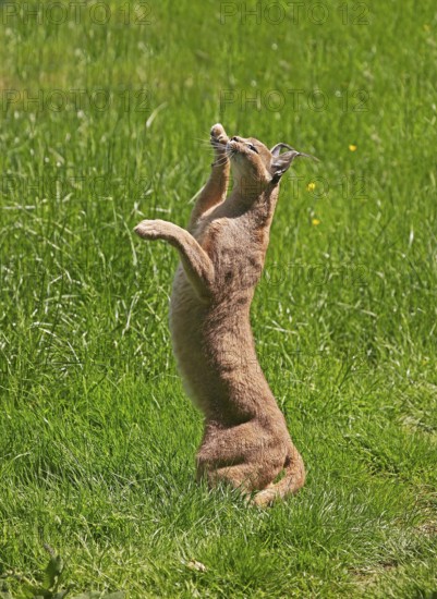 caracal (CARACAL caracal) ADULT HUNTING, STANDING ON HIND LEGS