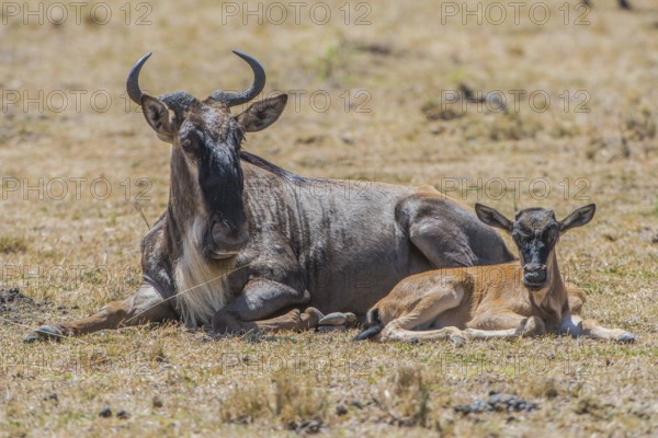 Wilderbeast, Gnu (Connochaetes taurinus)