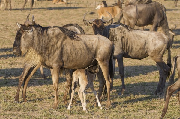 Wilderbeast, Gnu (Connochaetes taurinus)