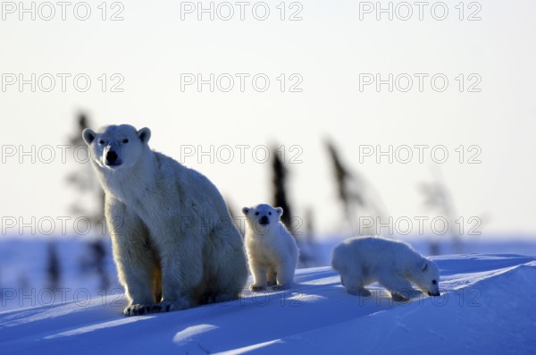 Polar bears (Ursus maritimus), female and cubs, 3 months, Wapusk National Park, Churchill, Manitoba (Thalassarctos maritimus), polar bear, polar bear, Arctic, Canada, North America