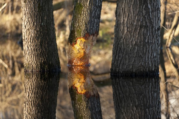 Tree gnawed by beaver, Rosenheim, Bavaria (Castor fiber), Germany, Europe
