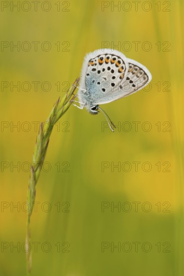 Silver-studded blue (Plebejus argus) male, North Rhine-Westphalia, Germany, Europe