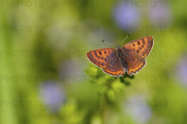 Lycaena helle (Lycaena helle), female, Rhineland-Palatinate, Westerwald, Germany, Europe