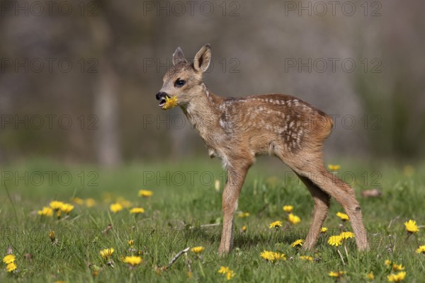 European roe deer (capreolus capreolus), Fawn with flowers, eating dandelion, Normandy