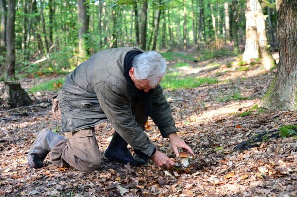Man picking Penny bun (Boletus edulis), cep fungi on forest ground, autumn, Alsace, France, Europe