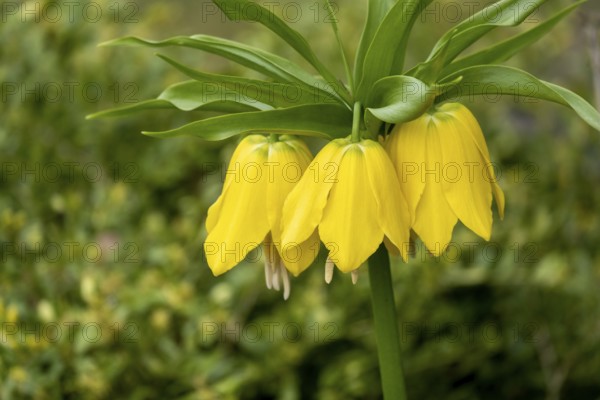 Kaiser's crown (Fritillaria imperialis), yellow-flowering, Münsterland, North Rhine-Westphalia