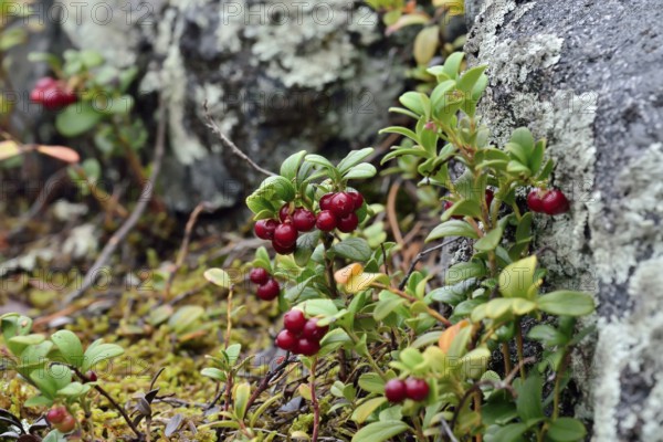 Ripe red berries of a cowberry close up in bright sunlight