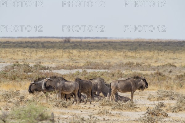 Blue wildebeest (Connochaetes taurinus)