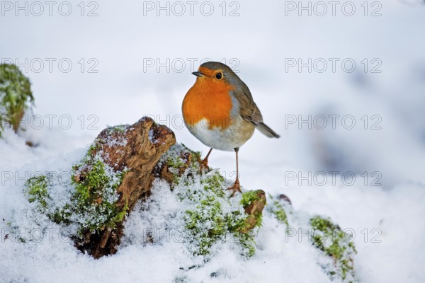 European Robin (erithacus rubecula), Adult standing on Snow, Normandy