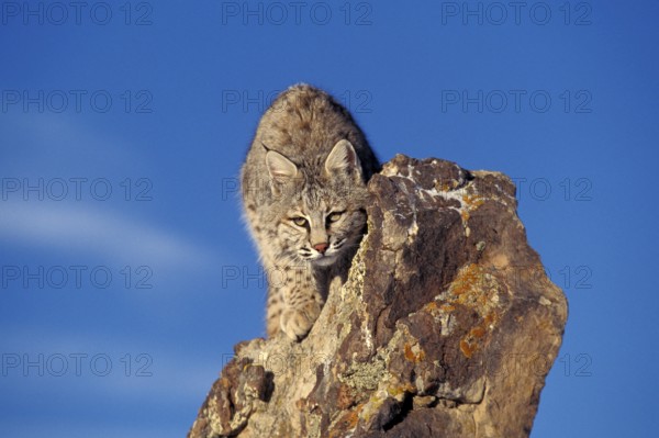 BOBCAT (lynx rufus), ADULT CAMOUFLAGED ON ROCK, CANADA