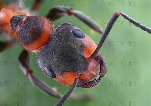 Head and thorax of a Formica pratensis (Formica pratensis)