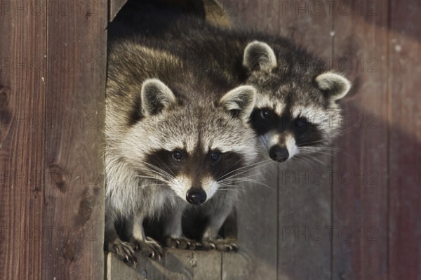 Raccoons (Procyon lotor), Germany, Europe