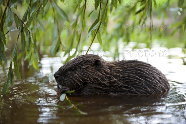 European beaver (Castor fiber), juvenile, Rosenheim, Bavaria, Germany, Europe