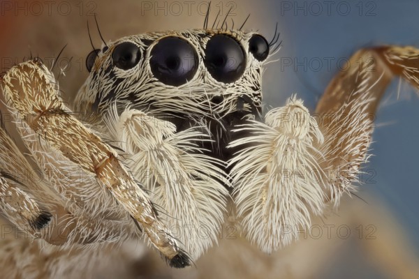 A small jumping spider, these spiders make great hunters, using their very agile jumps giving their preys no time to react