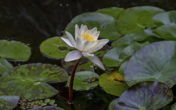 European white water lily (Nymphaea alba)