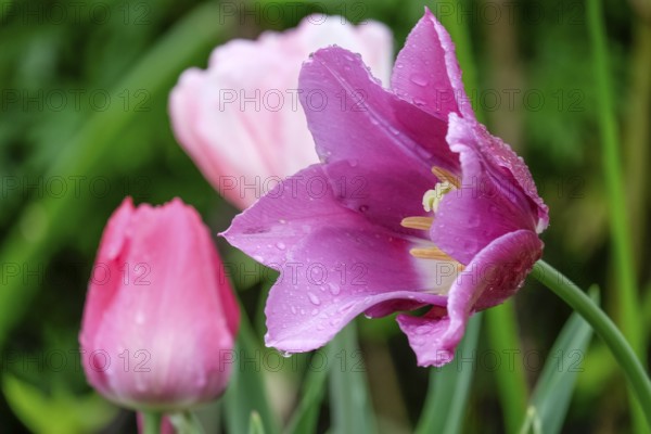 Tulips with raindrops