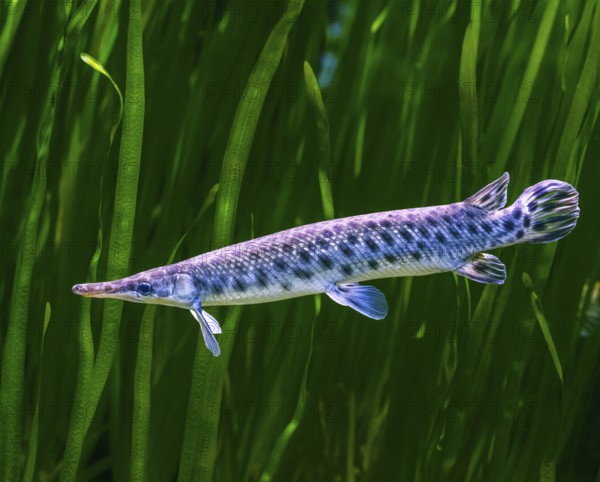 Closeup of a sturgeon fish underwater