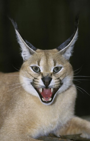 Caracal (caracal caracal), Adult snarling