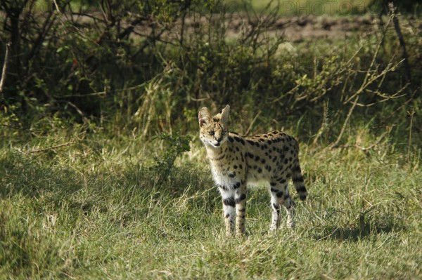Serval (leptailurus serval), Masai Mara Park in Kenya