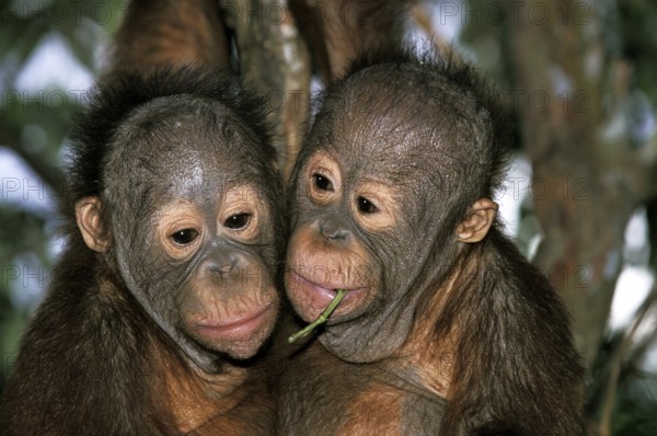 Orang Utan, Portrait of Youngs with Funny Face, Borneo (pongo pygmaeus)