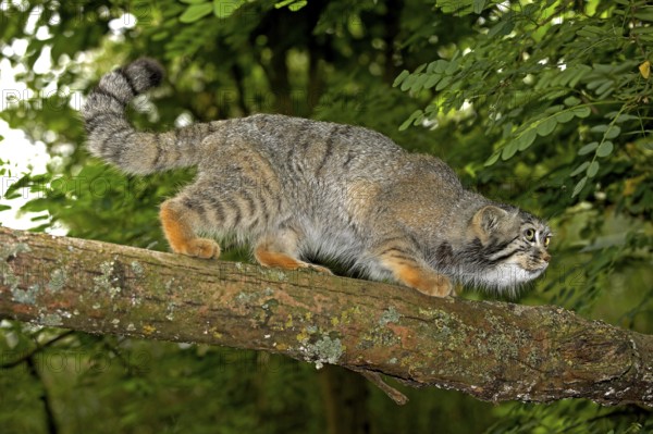 Manul or Pallas's Cat (otocolobus manul), Adult walking on branch
