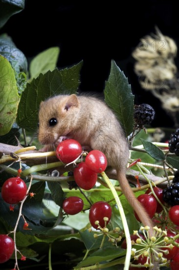Common Dormouse (muscardinus avellanarius), Adult standing on Branch with Blackberries and Red Berries, Normandy