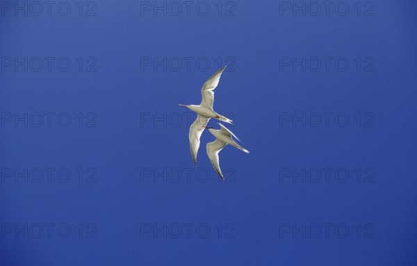 Arctic tern (sterna paradisaea), adult in flight against blue sky, Australia, Oceania