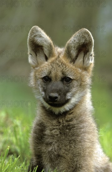 Maned wolf (chrysocyon brachyurus), portrait of a young animal