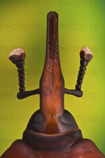 Red palm weevil (Rhynchophorus ferrugineus), South east Asia