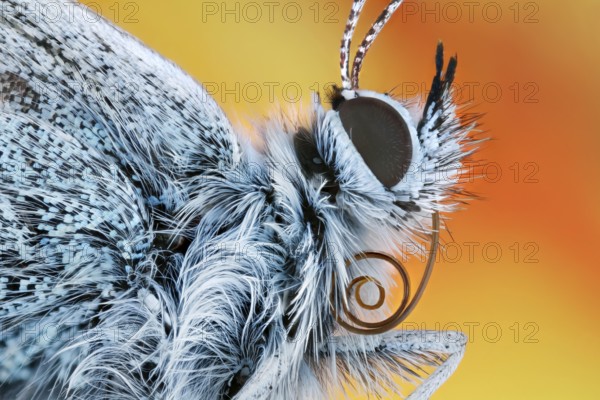 Butterfly Common blue butterfly (Polyommatus icarus) in side view