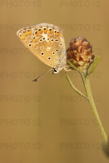 Common blue butterfly (Polyommatus icarus) Germany
