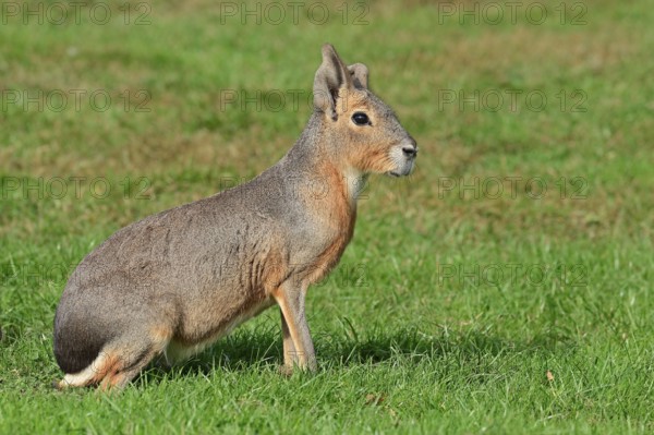 Patagonian mara (Dolichotis patagonum), Patagonian guinea pig