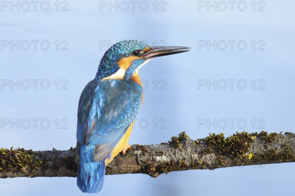 Common Kingfisher or Eurasian Kingfisher (Alcedo atthis), Tyrolean Unterland, Tyrol, Austria, Europe