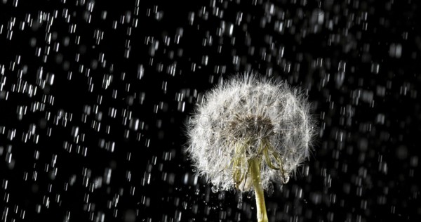 Rain on Common Dandelion (taraxacum) officinale, Normandy in France