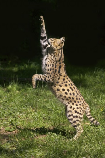 Serval (leptailurus serval), ADULT HUNTING, ON BACK LEGS