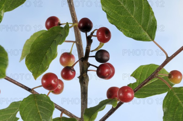 Alder buckthorn (Rhamnus frangula), buckthorn family (Rhamnaceae)