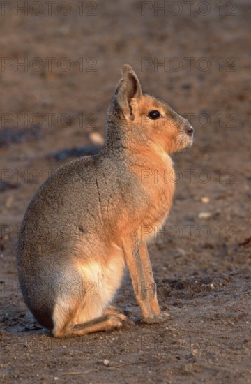 Patagonian mara (Dolichotis patagonum), side
