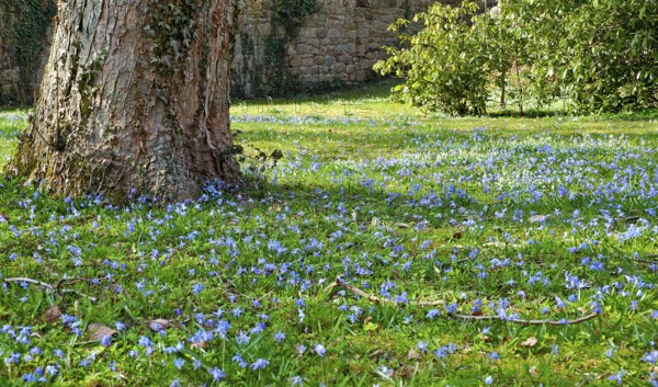 Meadow with squills (Scilla)